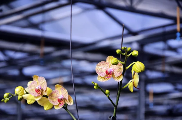 Schöne rosa Blüten---Orchidee — Stockfoto