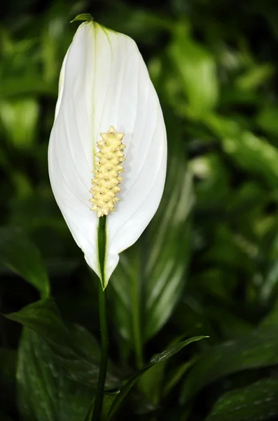 stock image Beautiful pink flowers---Spathiphyllum (Peace Lily)