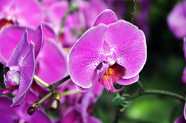 Hermosas flores rosadas--Orquídea —  Fotos de Stock
