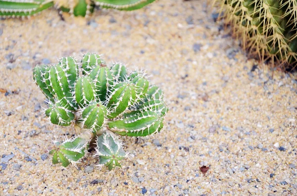 Woestijn cactus — Stockfoto