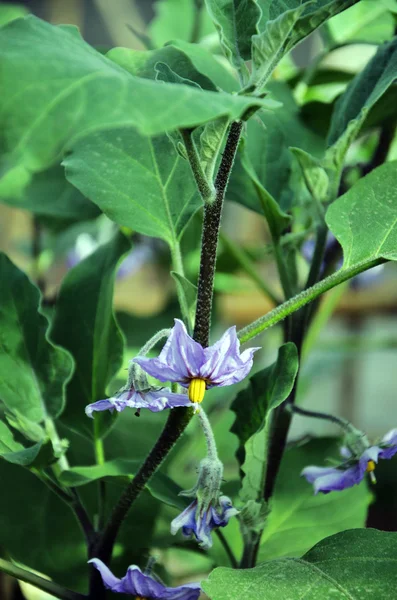 Eggplant flower — Stock Photo, Image