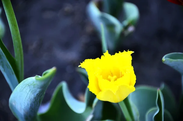 Güzel bir çiçek---Lale — Stok fotoğraf