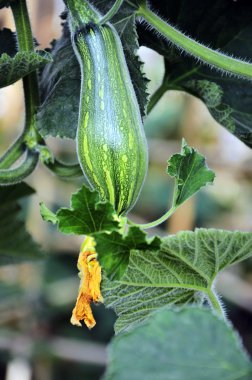 Cucurbita moschata