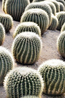 Desert Cactus clipart