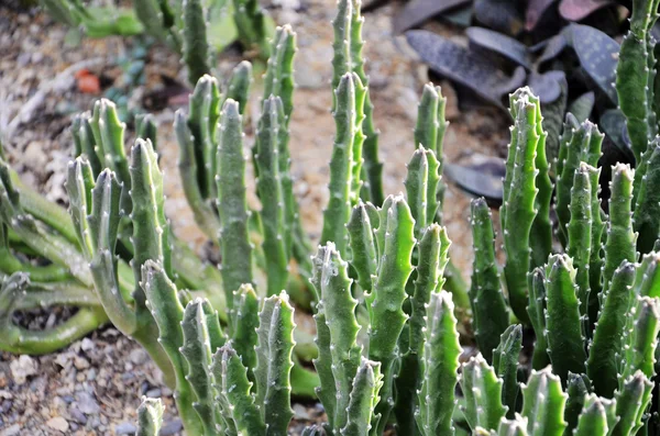 Kaktus pustynny — Zdjęcie stockowe