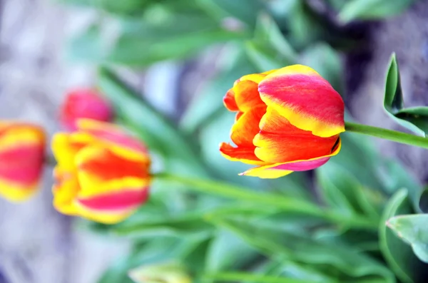 郁金香的春天的花朵 — 图库照片