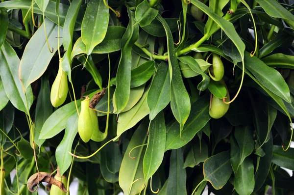 stock image Nepenthes