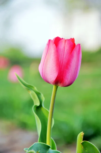 Wiosna kwiatów tulipanów — Zdjęcie stockowe