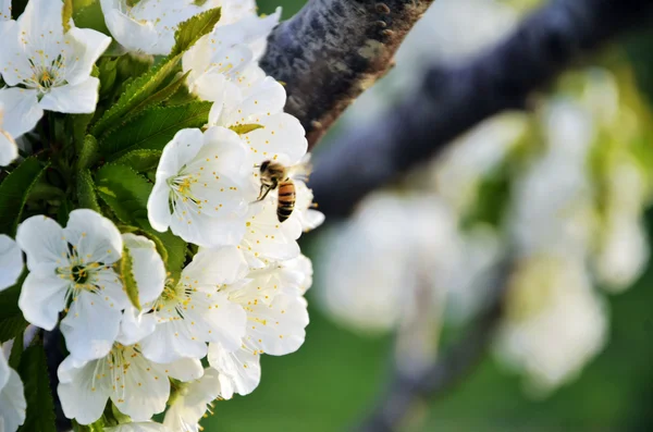 Peach Blossom — Stockfoto