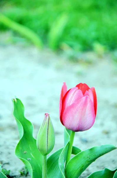 Весенние половодья тюльпанов — стоковое фото