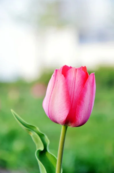 Jarní Tulipán květy — Stock fotografie