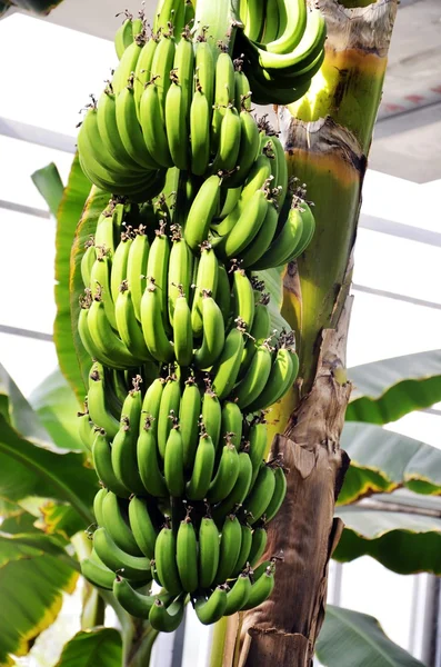 Банан на дереве — стоковое фото