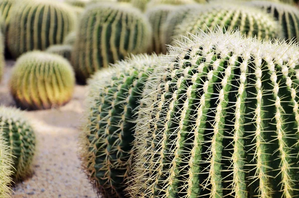 Kaktus pustynny — Zdjęcie stockowe