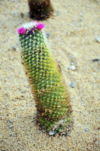 Kaktusy z kwiatem — Zdjęcie stockowe