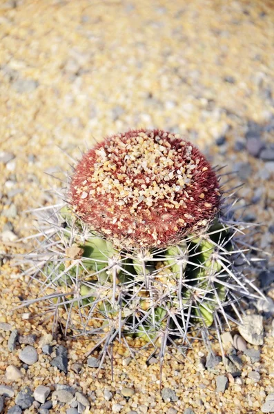 Kaktusy z kwiatem — Zdjęcie stockowe