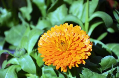 Gerbera jamesonii