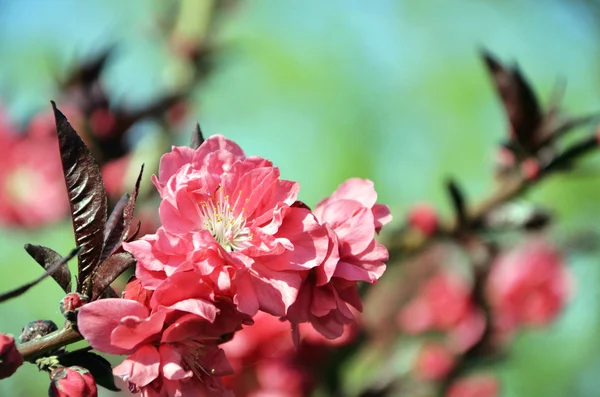 Flores de melocotón — Foto de Stock