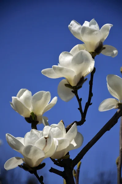 Magnolia — Foto de Stock
