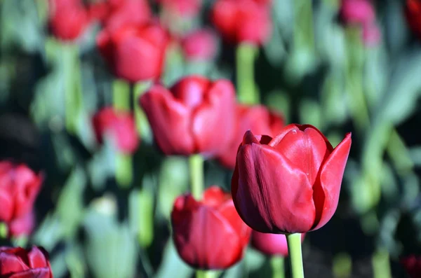 Czerwone tulipany — Zdjęcie stockowe