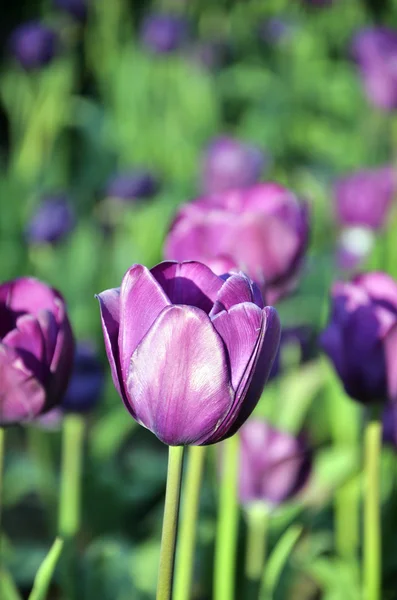 Fialové tulipány Stock Obrázky