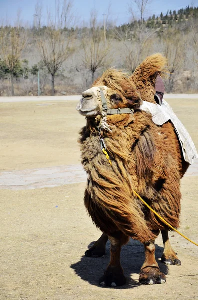 Camel standing in the wind — Stockfoto