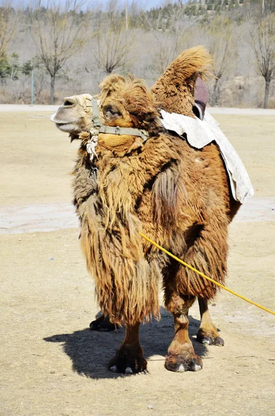 Camello parado en el viento —  Fotos de Stock