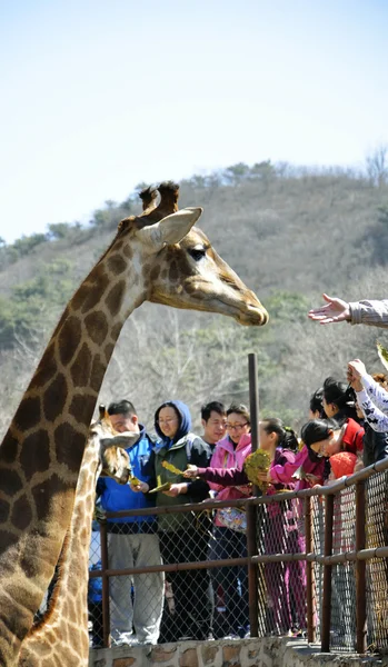 Girafa Olhar — Fotografia de Stock