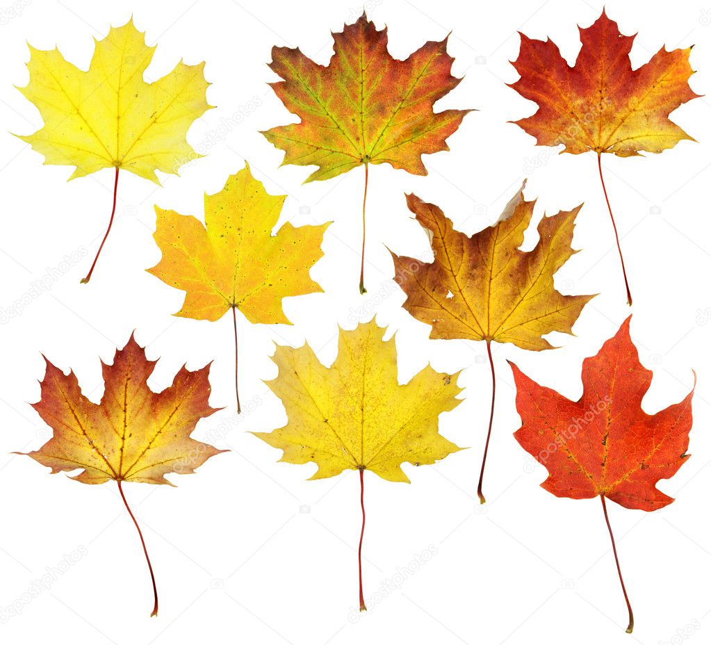Sugar Maple leaf in Fall color against white background Stock