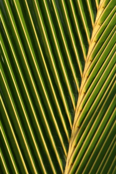 Macro foglia di palma — Foto Stock