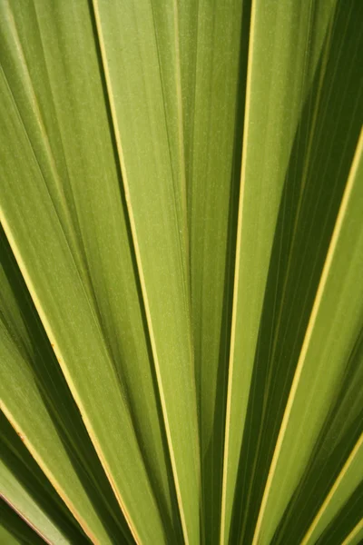 Palm Fan Closeup — Stock fotografie
