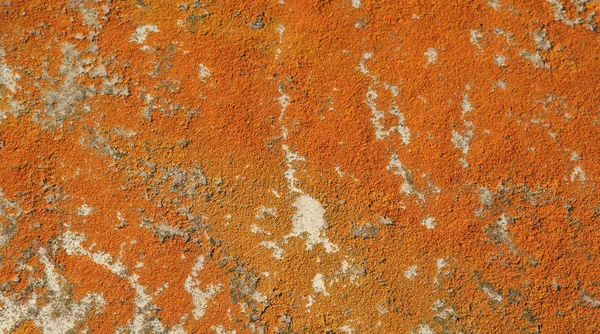 Оранжевая плесень на камне — стоковое фото