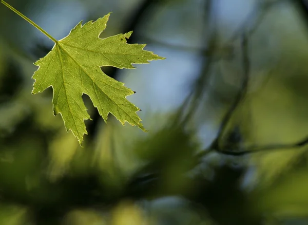 Green Maple Leaf — Stock Photo, Image