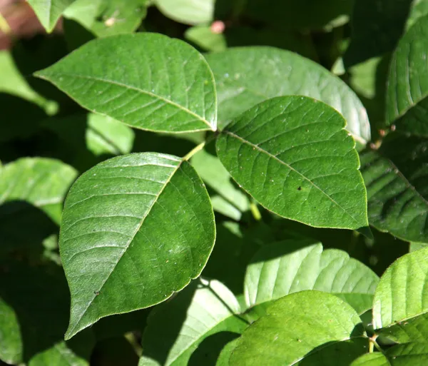 Perfil de Poison Ivy —  Fotos de Stock