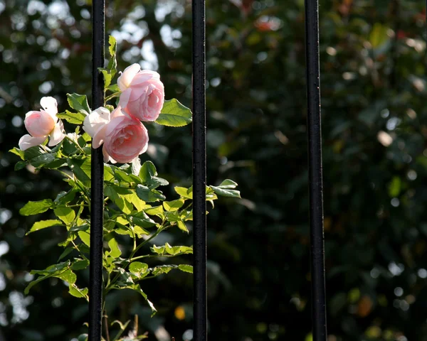 Rosas rosas y barras de hierro —  Fotos de Stock