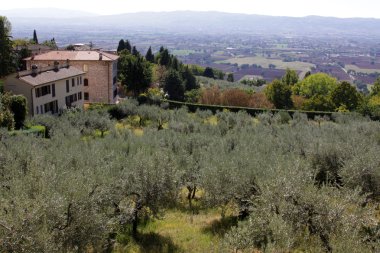 Olive Grove in Assisi clipart