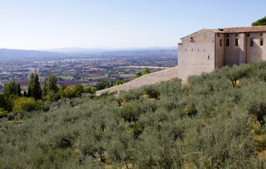 Assisi'da zeytin ağaçları