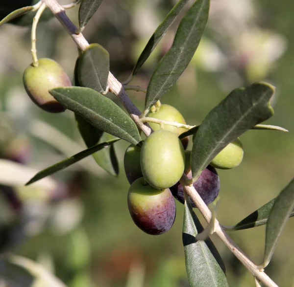 Cluster di olive — Foto Stock