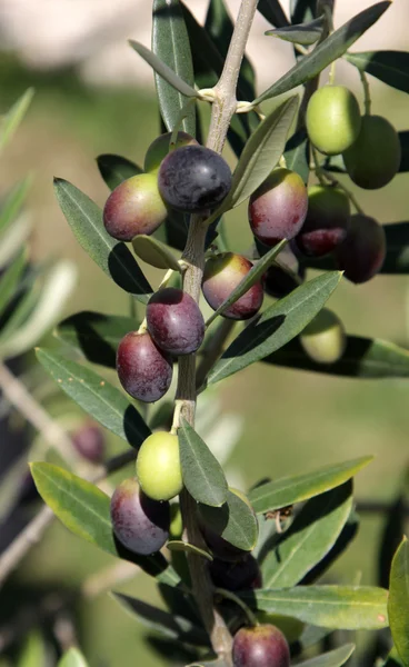 stock image Olives on the Tree