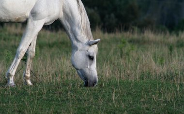 Peaceful Arabian Horse clipart