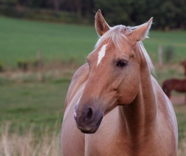 Palomino Portrait clipart