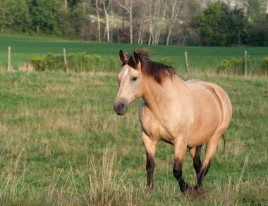 Buckskin Stroll clipart