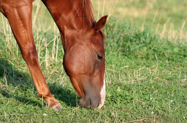 Koně svačina — Stock fotografie