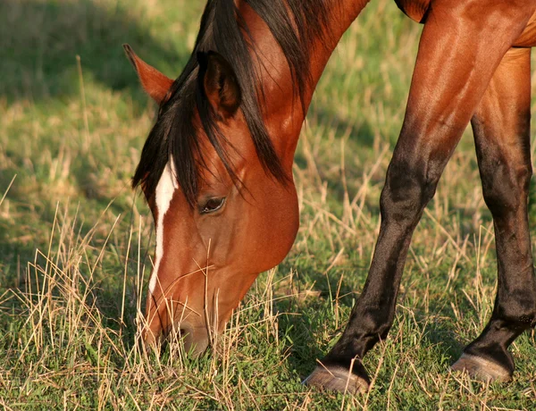 Krmení koní — Stock fotografie