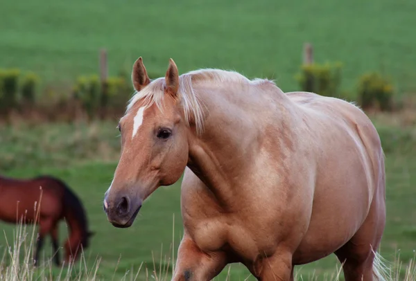 Büszke Palomino — Stock Fotó