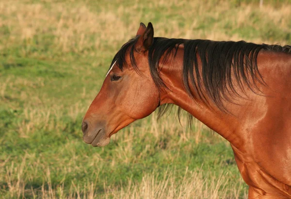 Horse Side Portrait — Stock Photo, Image