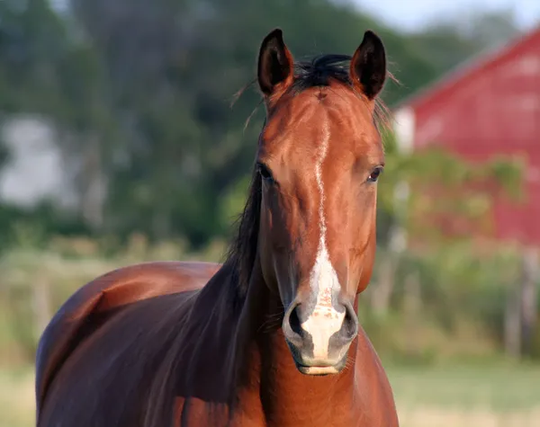 stock image Concerned Horse