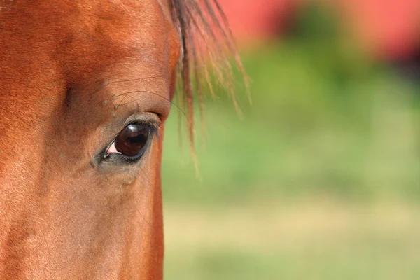 Häst öga — Stockfoto