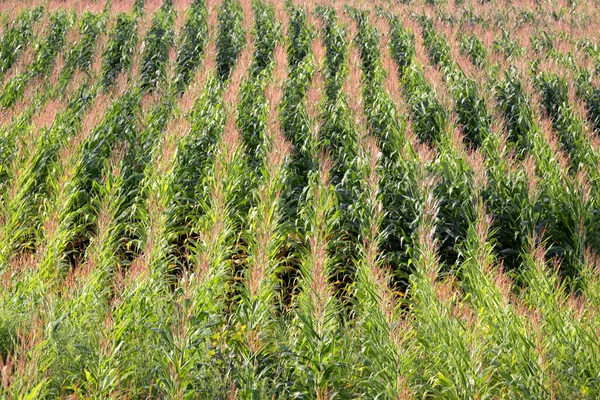 Corn Field Rows — Stock Photo, Image