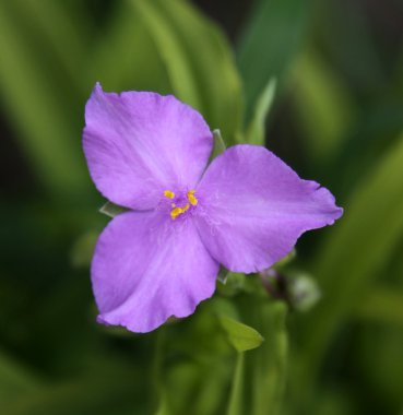 Sunshine cazibe spiderwort çiçek