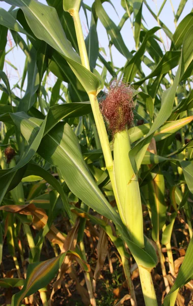 Ear of Corn — Stock Photo, Image